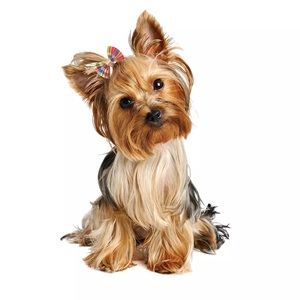 Puppy 🐶/Cat Hair Bow with Elastic Rubber Band